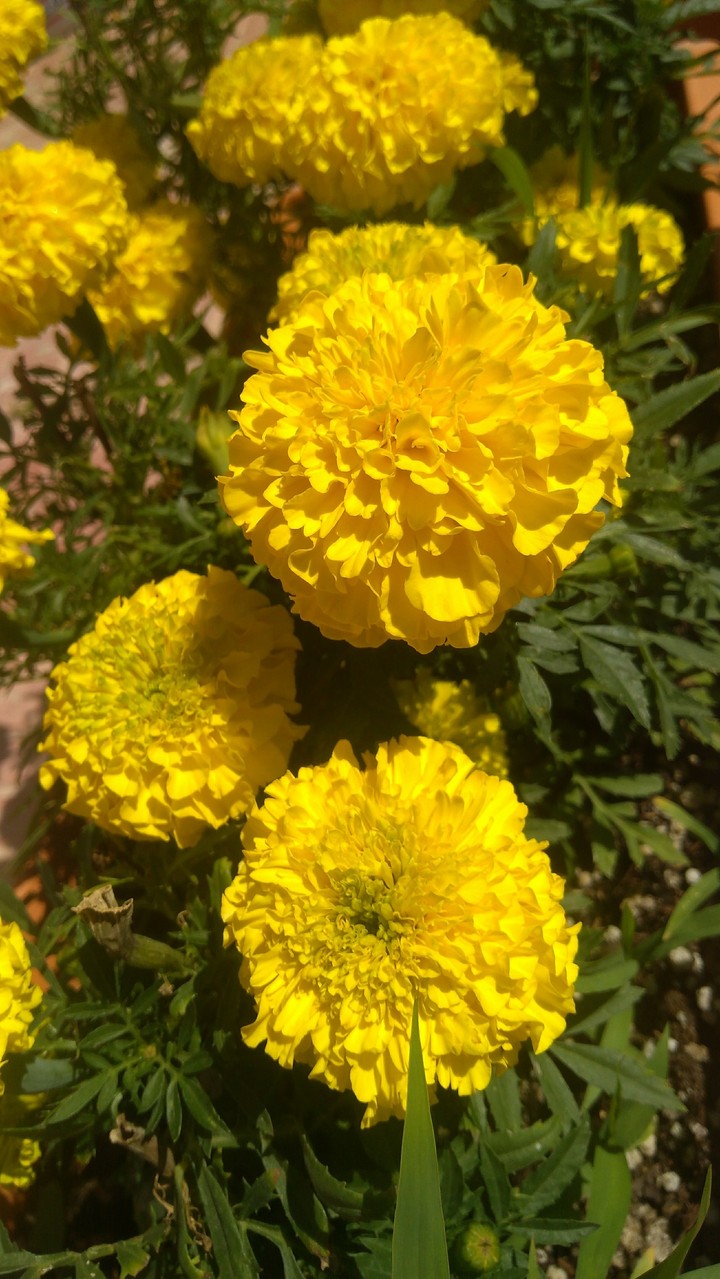 flower, çiçek