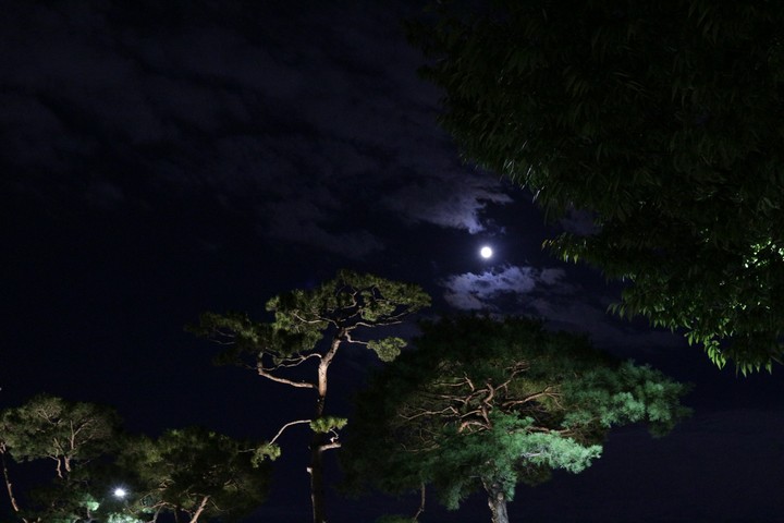 달과 소나무
