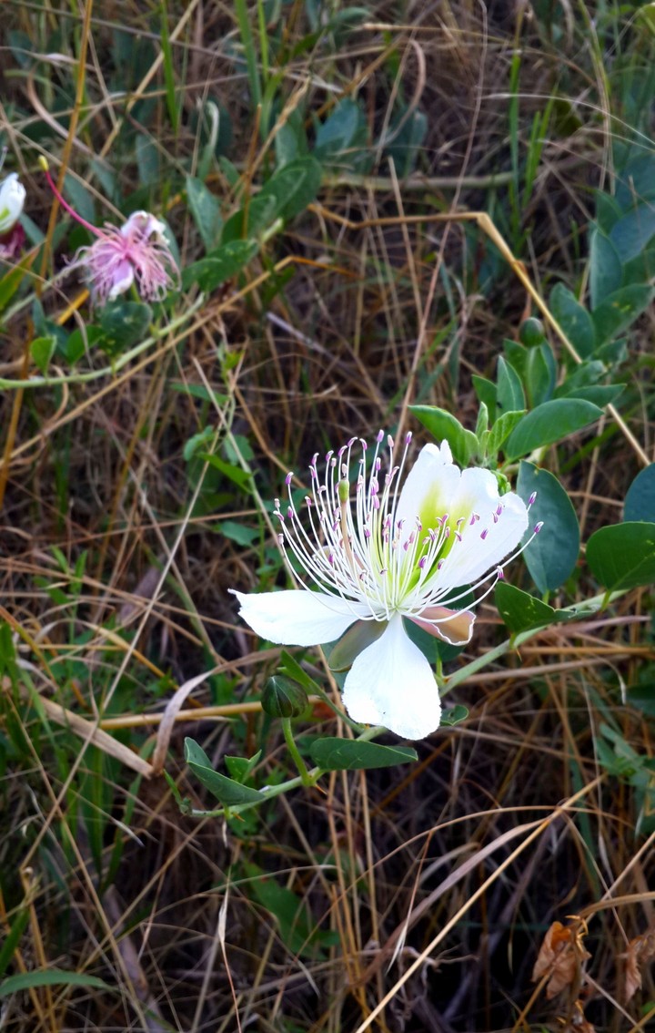 Quaint white flower