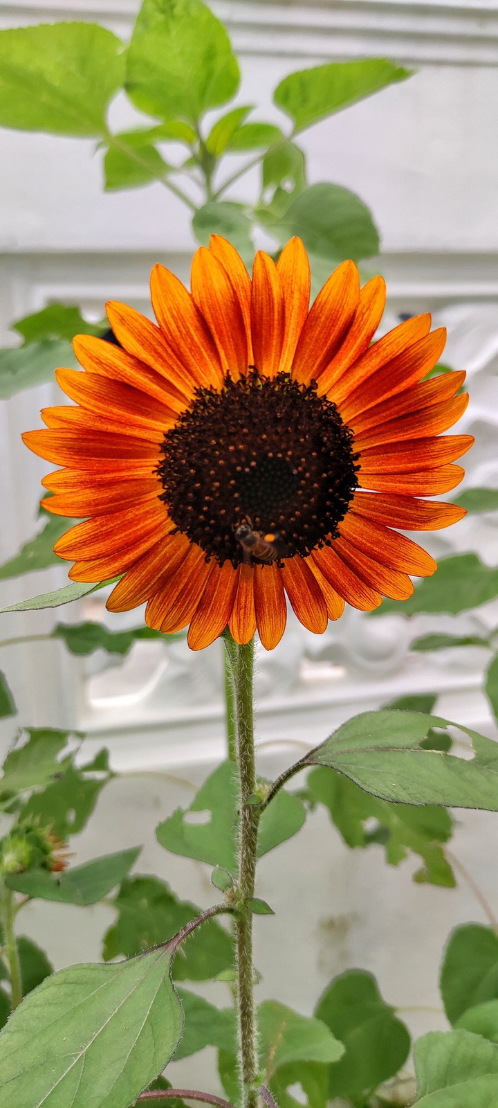 blooming sunflower