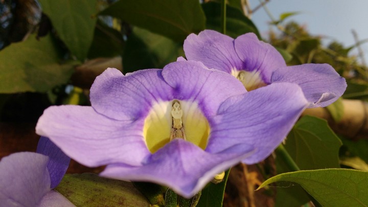 flower
