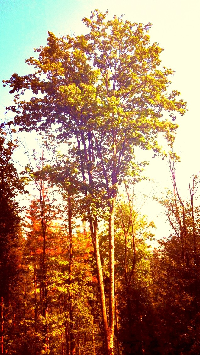 tree in the forest