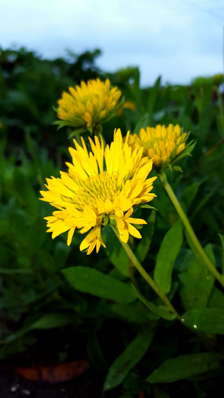 sunflower Galaxy s6