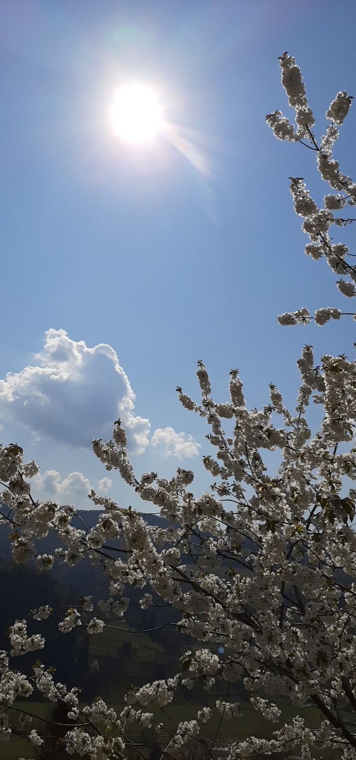 Blossom