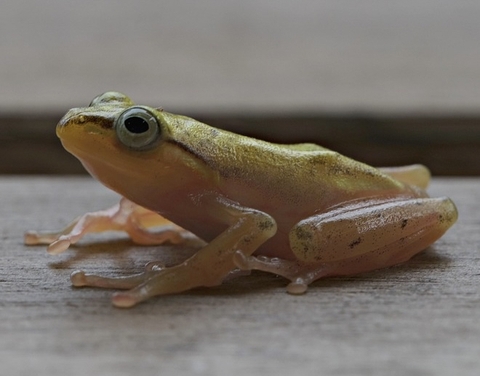 обои amphibians, stomach