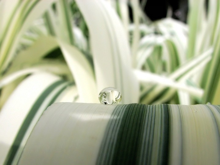 dew drop on white leaves with green stripes
