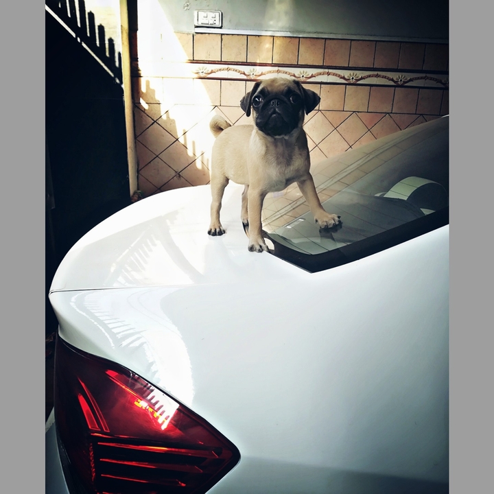 pug dog