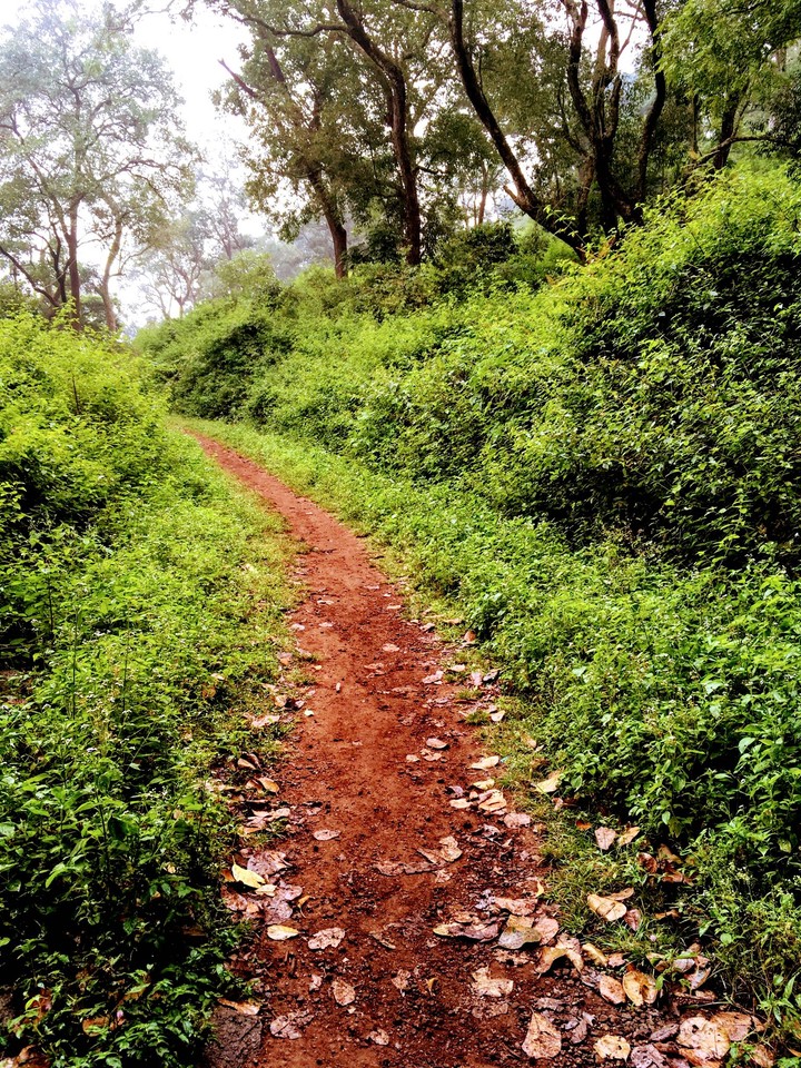Forest Path