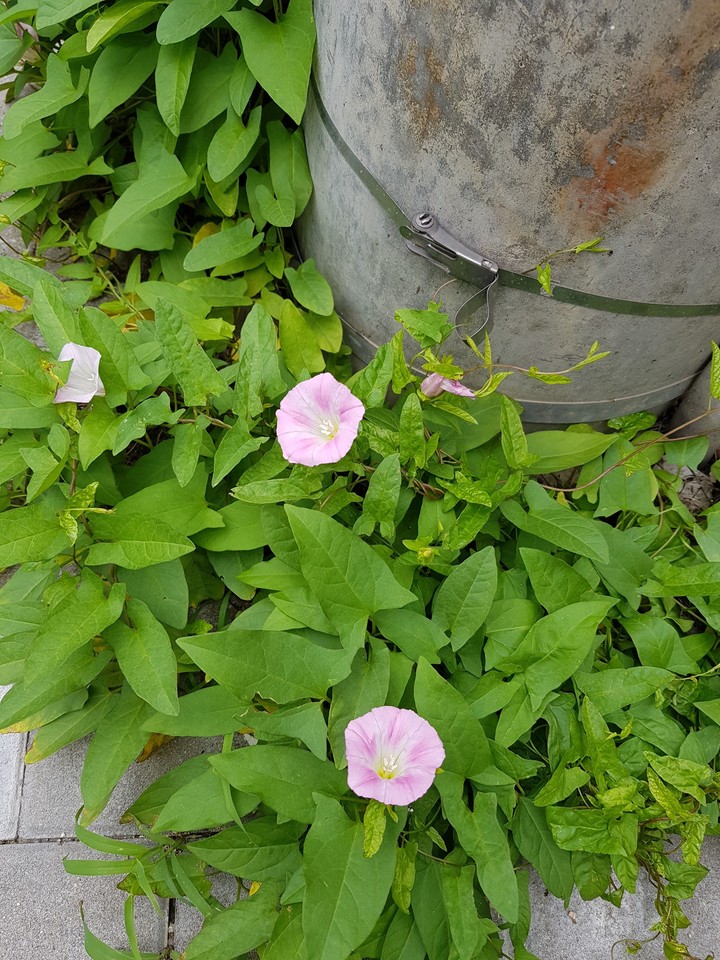 뫼꽃