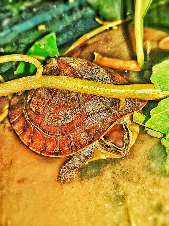 turtle