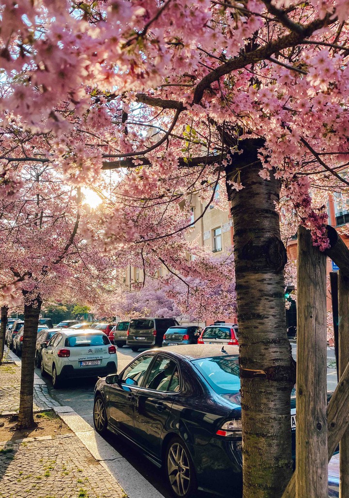 blossom