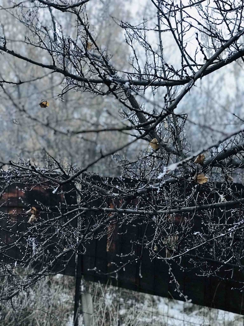 raindrops