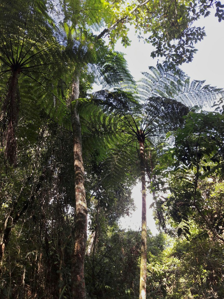 Forest