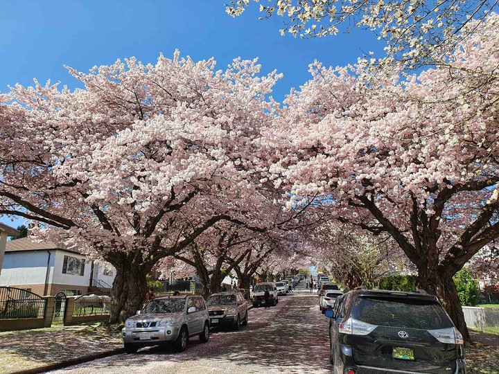 cherry blossom