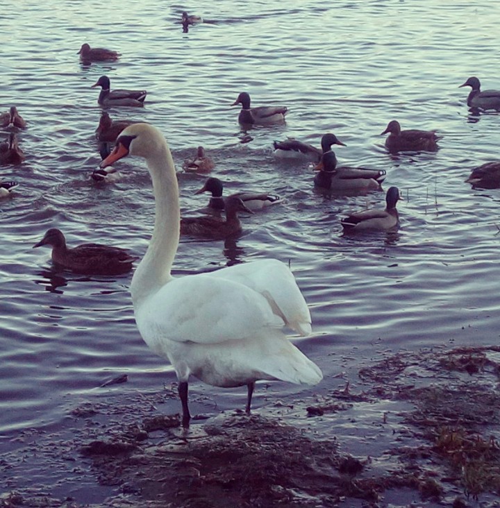 A swan