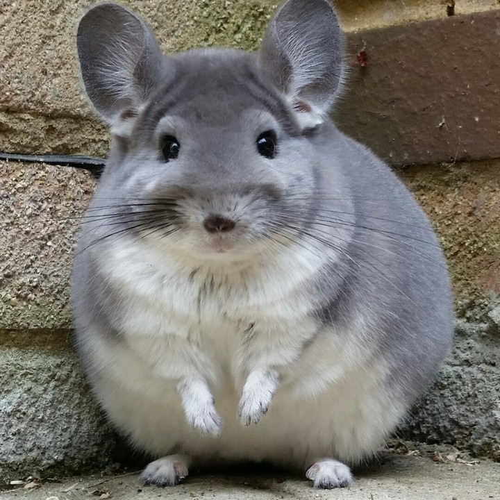Chinchilla