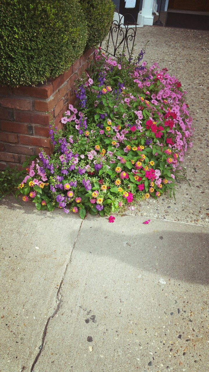 in bloom