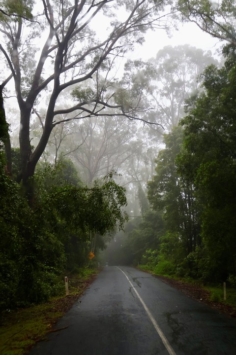 sfondi branch, road