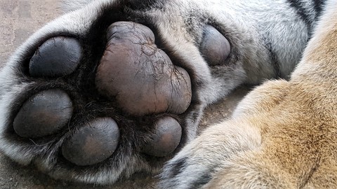 Claws