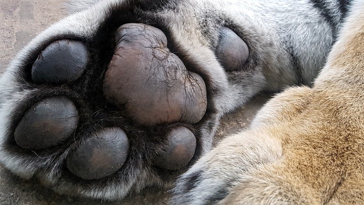 Claws