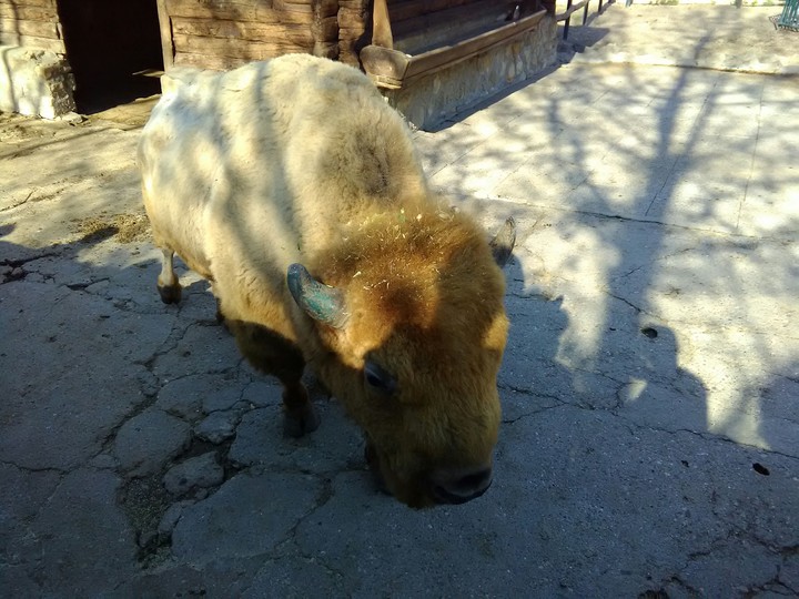 american buffalo