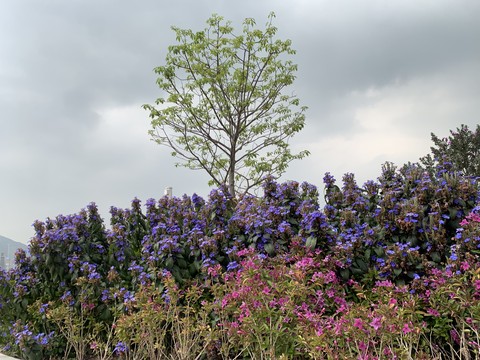plant, flower achtergronden