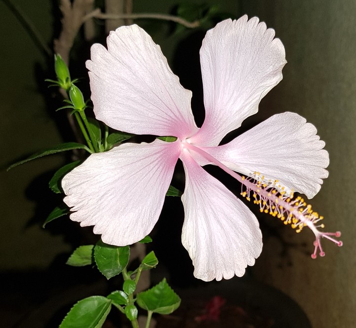 Hibiscus