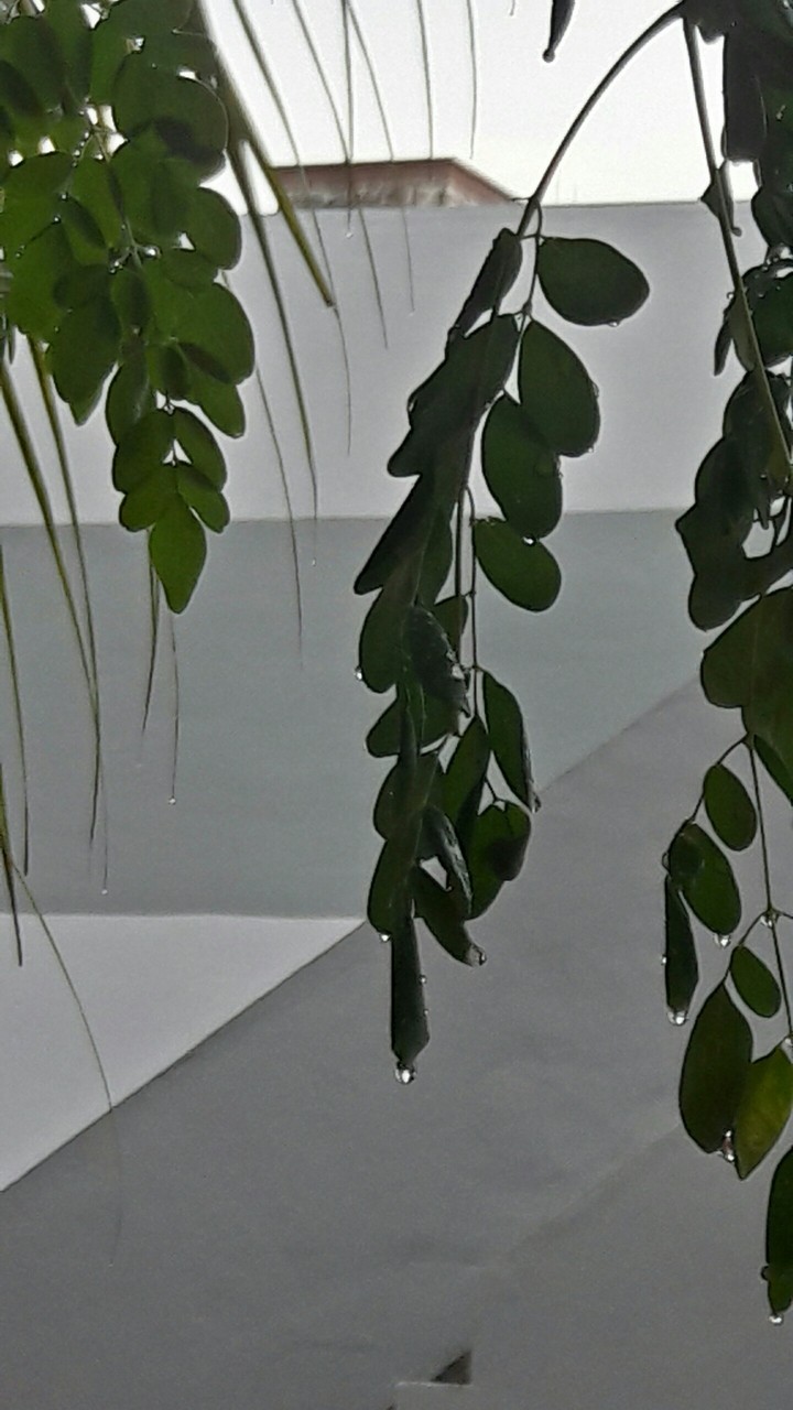 In the progress of rain