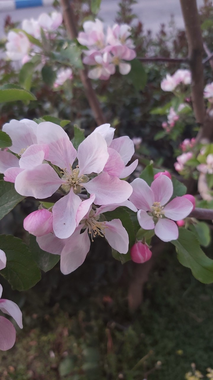 blossoms