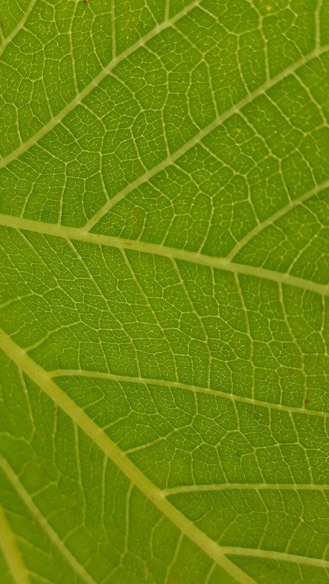 leaf
