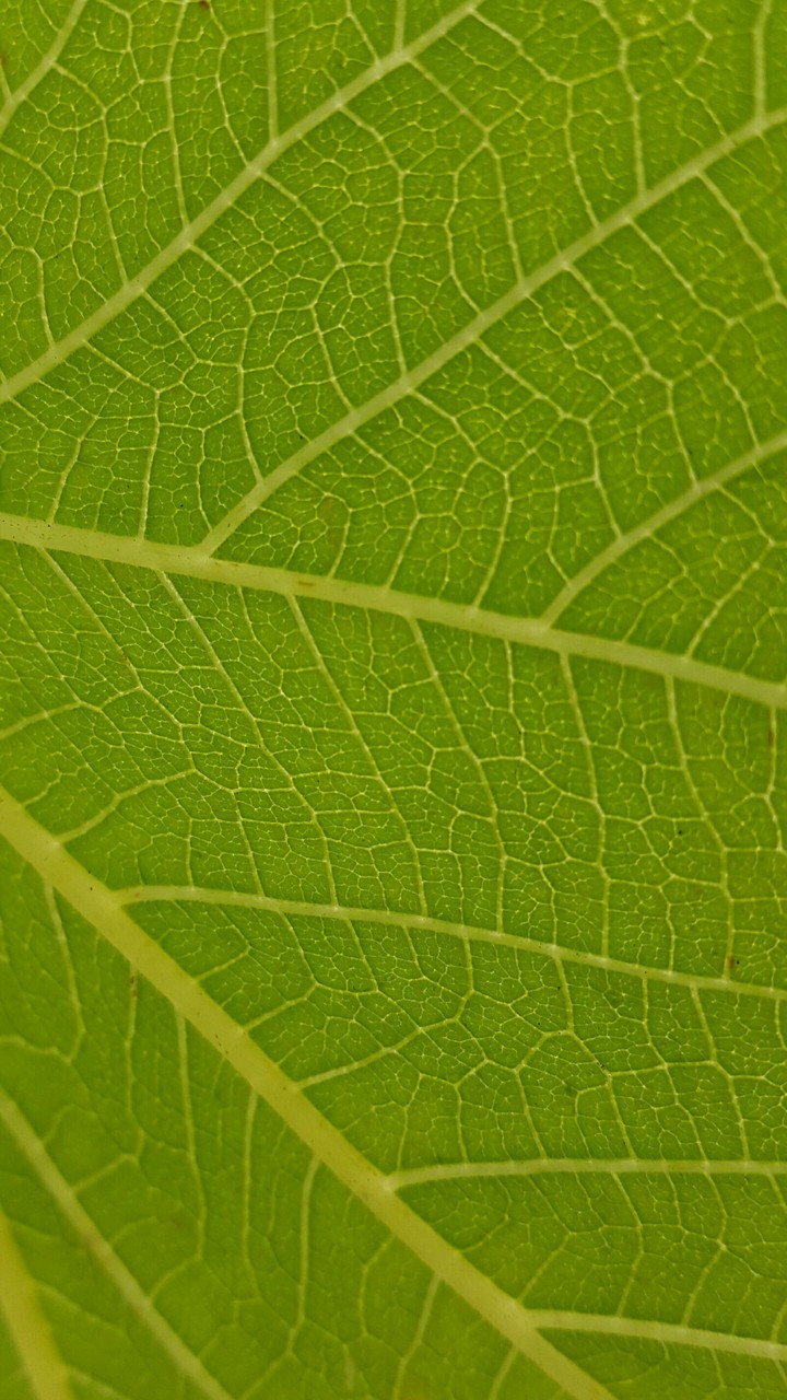 leaf