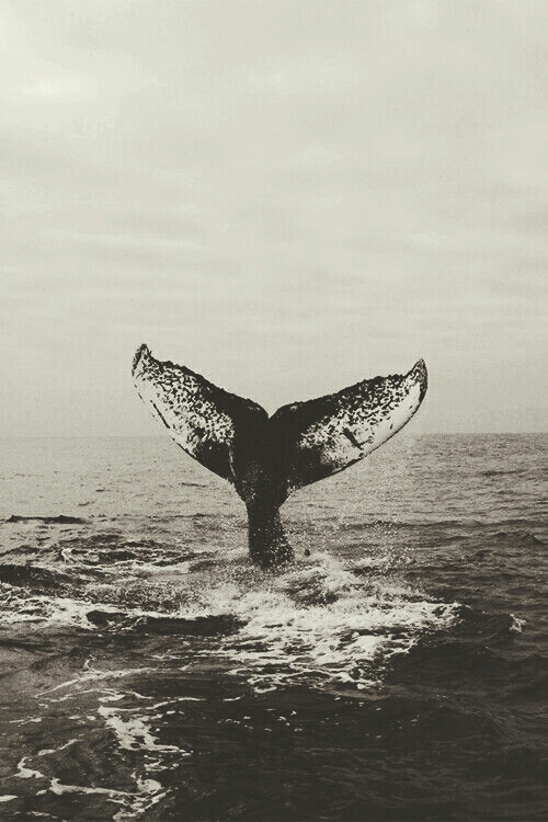baleia 