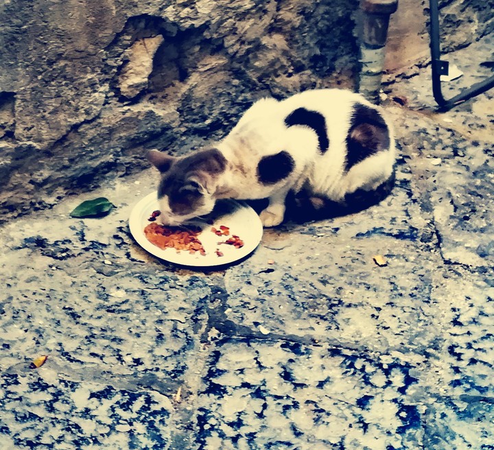 The cat is eating #cat #naples