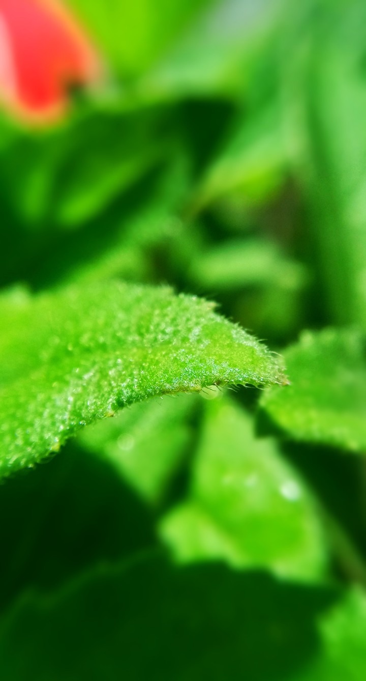 leaf