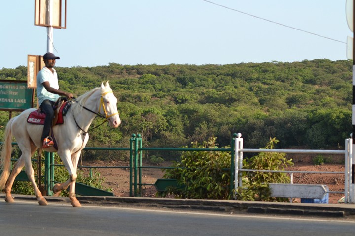 Horse