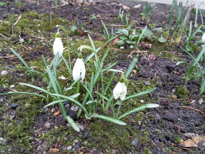 Spring