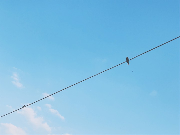 sky &bird