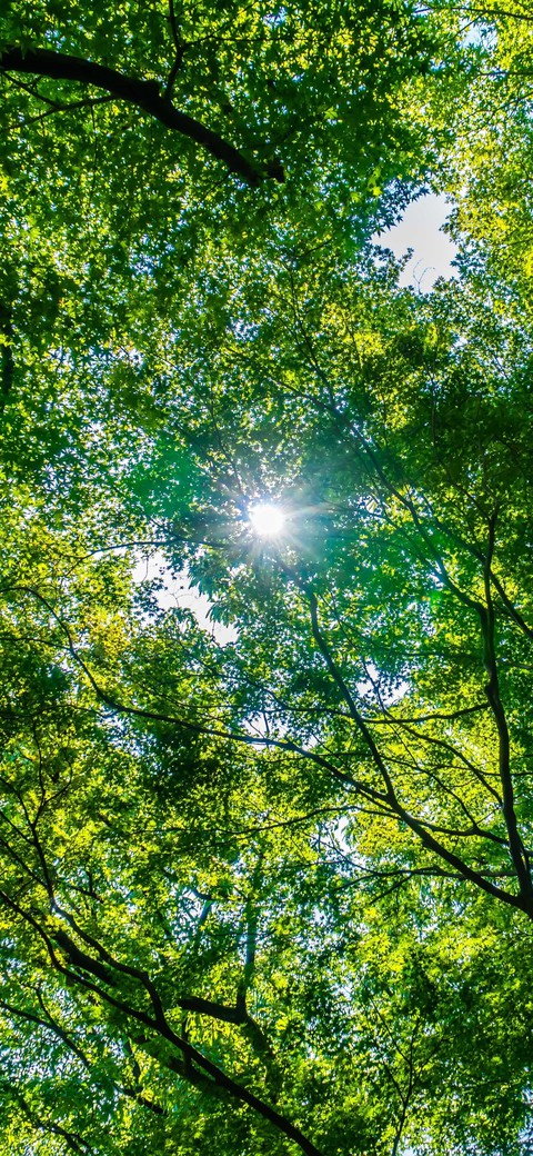 tree, 天空壁纸