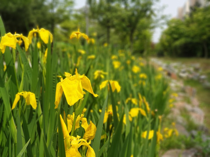 flower in spring