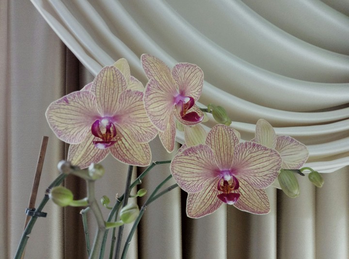 Yellow Orchid