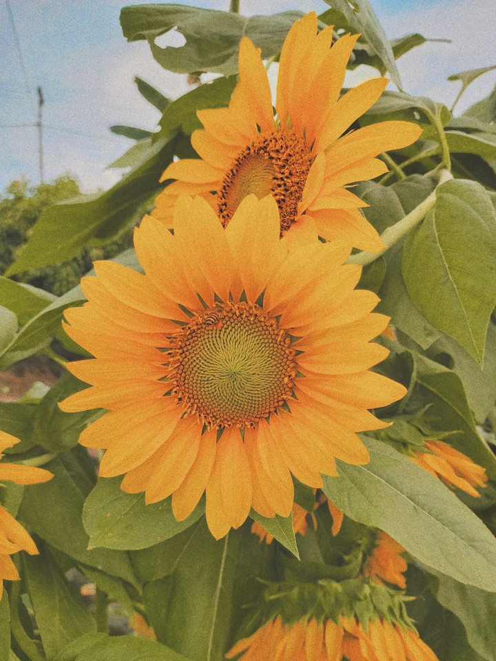 sunshine