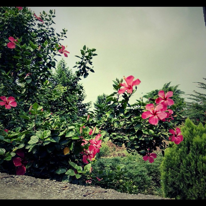 colors of nature