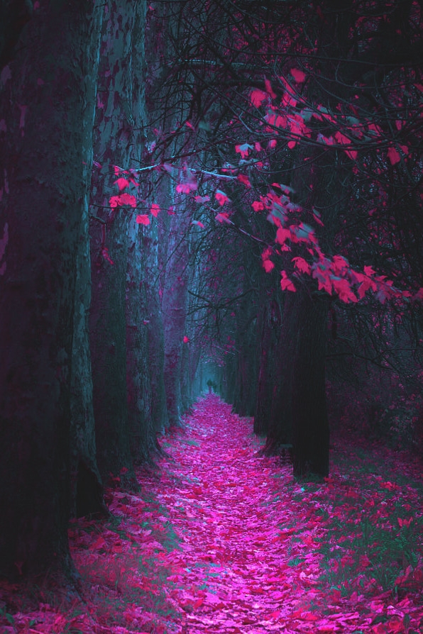 Path