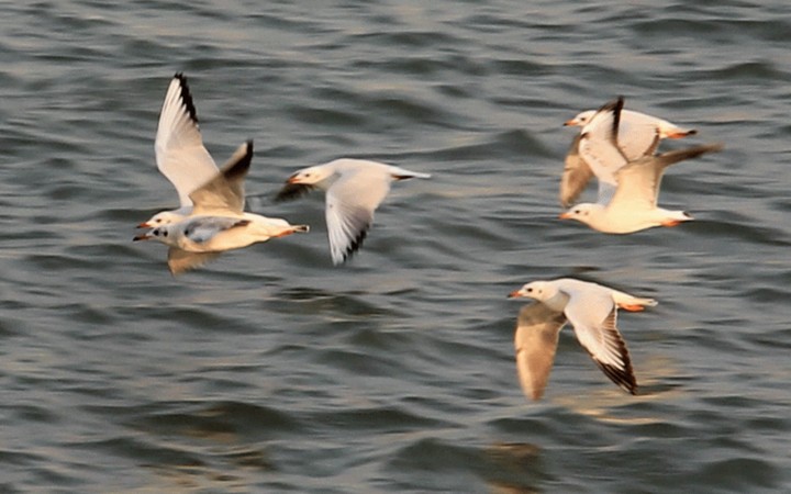Gulls flying over Padma river
