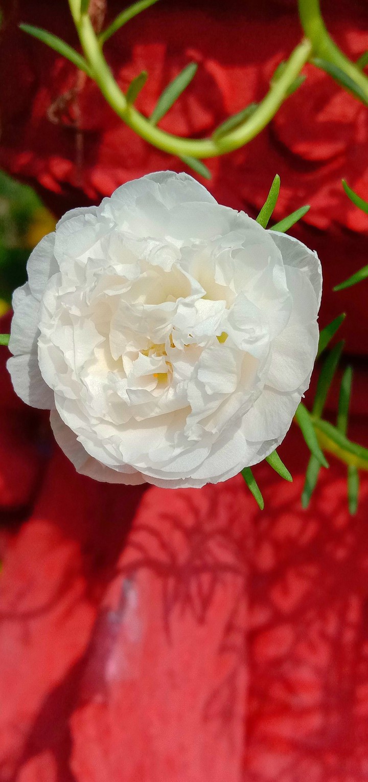 White rose
