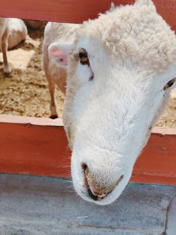 sheep