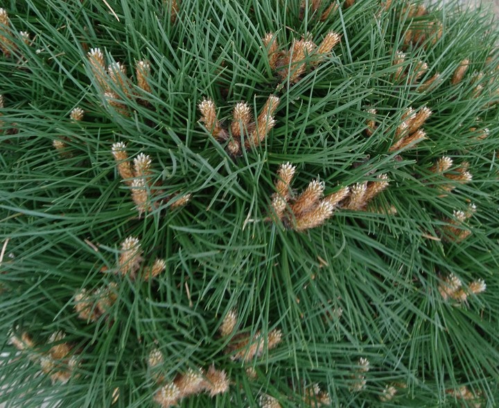Pine leaves?