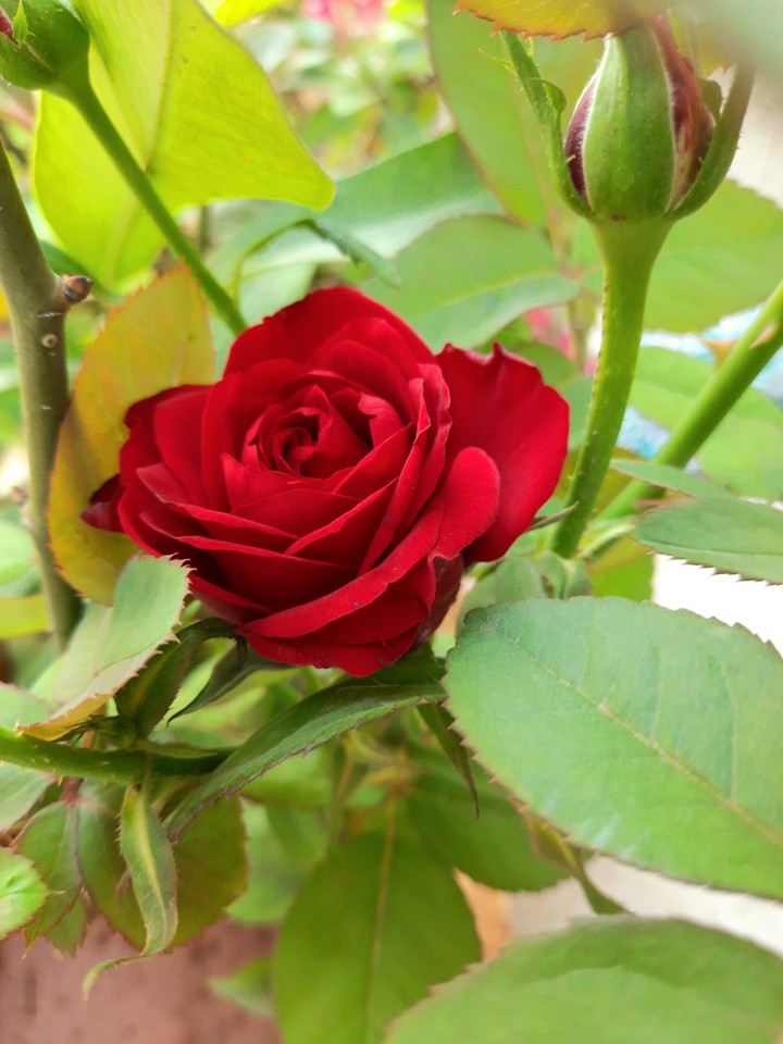 Rose surrounded by leaves