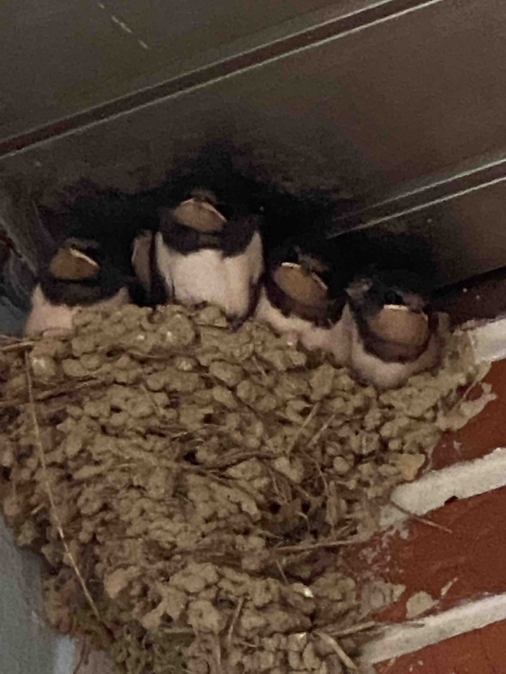 제비
