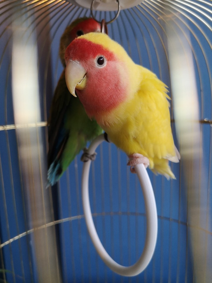 yellow parrot